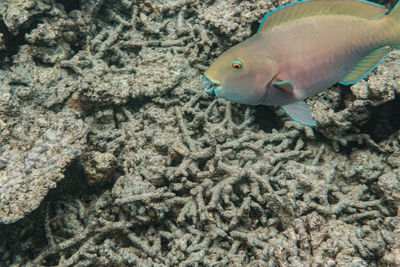 View of fish underwater