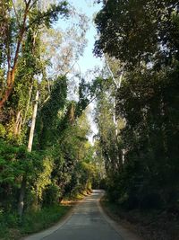 Road amidst trees in forest