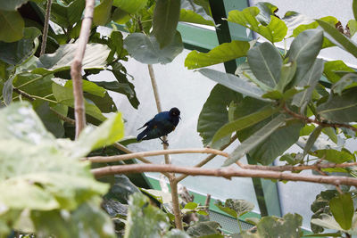 Bird perching on tree