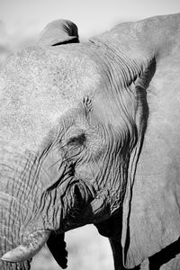 Close-up of elephant