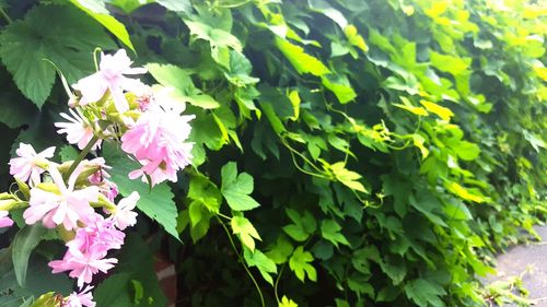 Close-up of pink flowers blooming outdoors