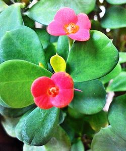 Close-up of flowers blooming outdoors