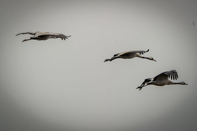 Birds flying against clear sky