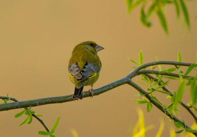 Close-up of bird perching on tree