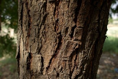 Close-up of tree trunk