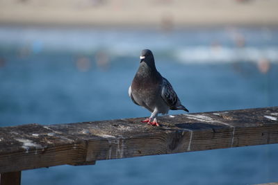 Close-up of bird perching on wood