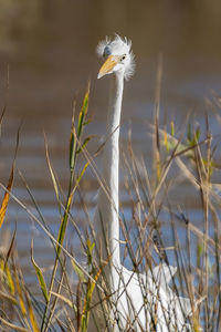 Close-up of a bird