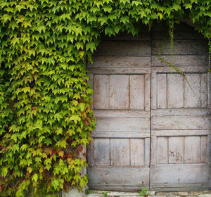 Wooden door with green leaves