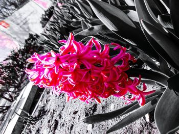 Close-up high angle view of red flowers