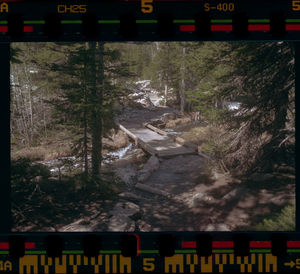 High angle view of trees along road