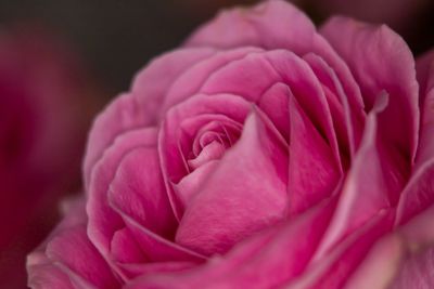 Close-up of pink rose