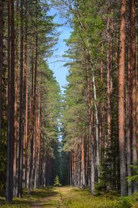 View of pine trees in forest