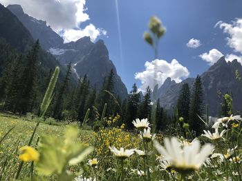 Panoramic view of flowering trees and mountains against sky