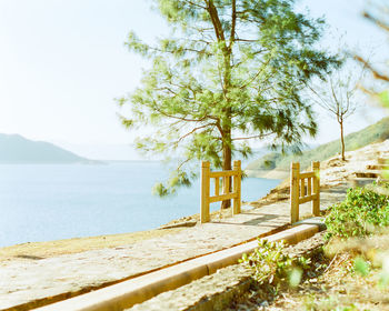 Tree on beach