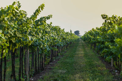 View of vineyard against sky