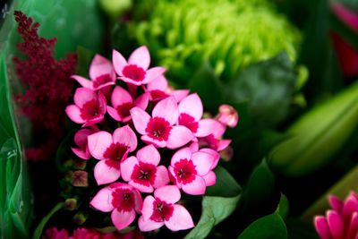 Close-up of pink flowers blooming outdoors