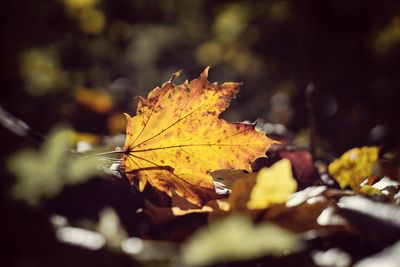 Close-up of yellow maple leaves