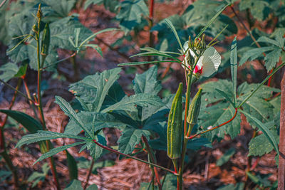 Close-up of flowering plants on field