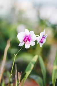 Close-up of pink flowers blooming outdoors