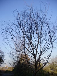 Low angle view of bare tree against clear sky