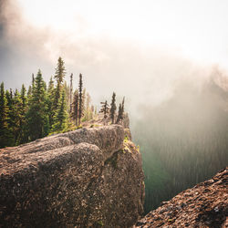 Plants on rocks against sky