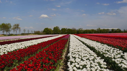 Scenic view of red and white tulip flowers on field against sky