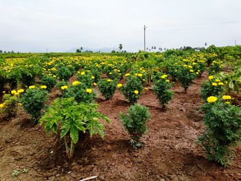 Surface level of field of yellow flowers