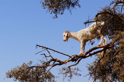 Low angle view of cat on tree