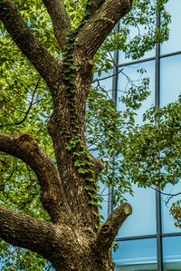 Low angle view of tree against sky