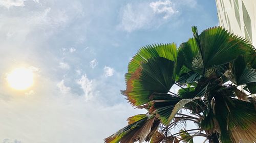 Low angle view of palm trees against sky