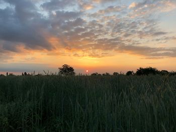 Crops growing on field against sky during sunset