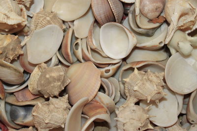 High angle view of shells