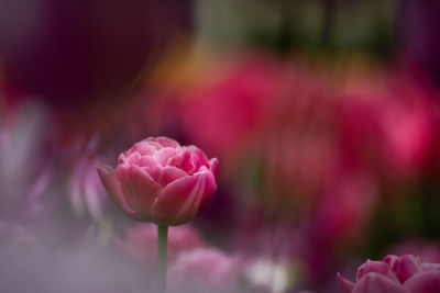 Close-up of pink rose