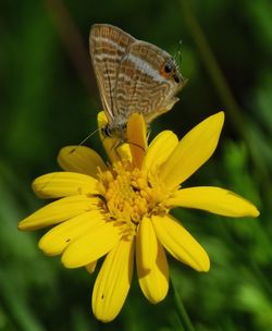 Close-up of butterfly pollinating on yellow flower