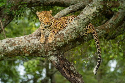 Leopard lies on lichen-covered branch in tree