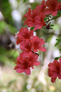 Close-up of red flowering plant