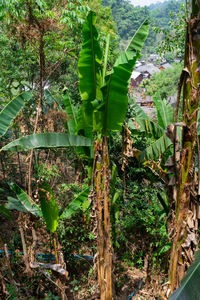 High angle view of trees in forest