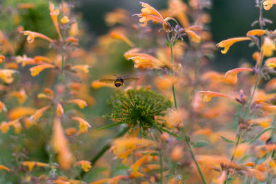 Close-up of insect flying above flowers