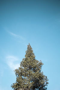 Low angle view of tree against clear blue sky