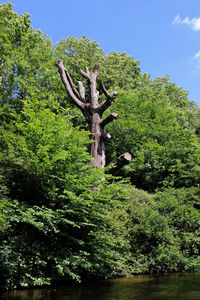 Low angle view of trees in forest against sky