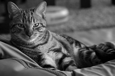 Close-up portrait of a cat resting