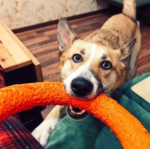 Close-up portrait of dog