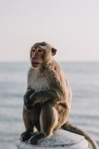 Monkey sitting on a sea