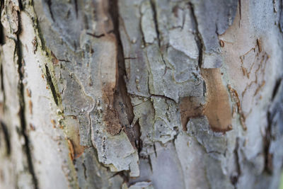 Full frame shot of weathered tree trunk