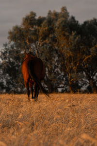 Horse standing on field