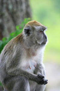 Macaca fascicularis, ngarai sianok, west sumatra