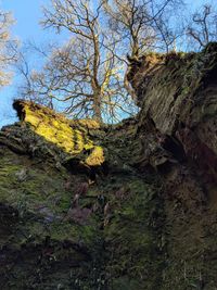 Low angle view of lichen on tree trunk