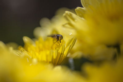 Close-up of insect on yellow flower