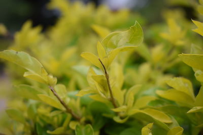 Close-up of plants