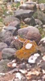 Close-up of mushroom growing outdoors